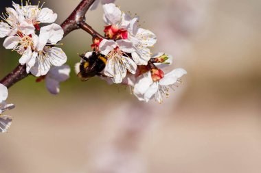 Mayıs ayının erken saatlerinde alınmış şeftali çiçeğinin üzerindeki yaban arısı.