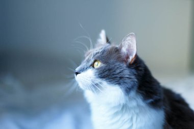 Siyah beyaz tüylü kedi, pencereden gelen ışıkla odada çekildi.