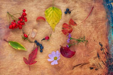 Sonbahar yaprakları ve Rowan böğürtlenlerinin bileşimi