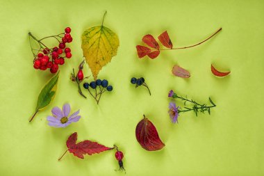 Sonbahar yaprakları ve Rowan böğürtlenlerinin bileşimi