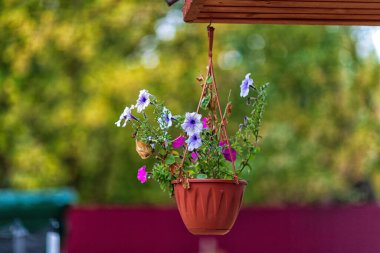 Bir saksıda asılı çiçekler, bulutlu bir eylül akşamı çekilen