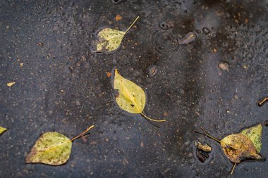 Islak asfalt ve sarı yapraklar, yağmurlu bir Ekim gününde çekilmiş.
