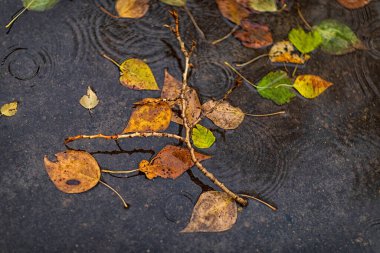 Islak asfalt ve sarı yapraklar, yağmurlu bir Ekim gününde çekilmiş.