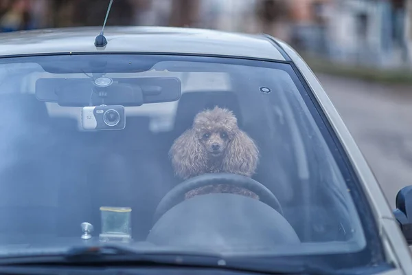 Sürücü koltuğunda oturan ve ön camdan bakan bir köpek bulutlu bir sonbahar akşamında filme alındı.