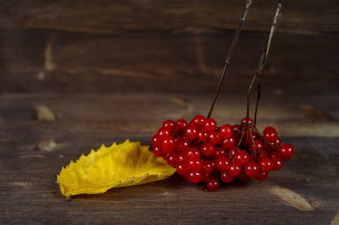 Bir demet viburnum ve sarı bir yaprak.