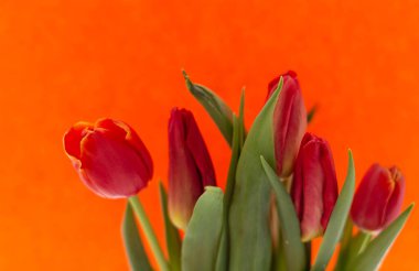 Renkli kağıdın arkaplanındaki 5 kırmızı lale.