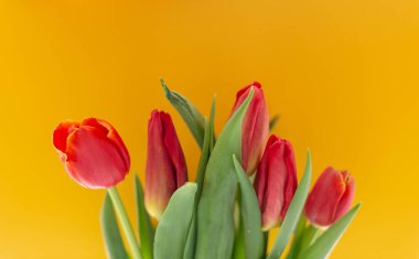 Renkli kağıdın arkaplanındaki 5 kırmızı lale.