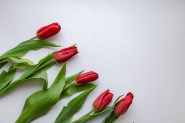 Beyaz arkaplanda 5 kırmızı lale