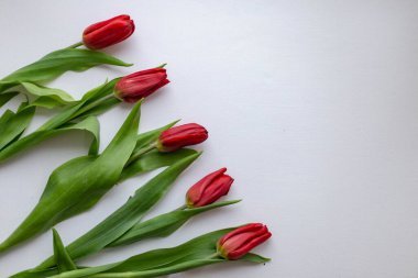 Beyaz arkaplanda 5 kırmızı lale