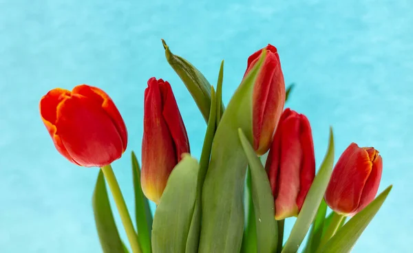 Red Tulips Background Sheet Colored Paper — Stock Photo, Image