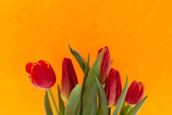 Tulipani Rossi Sullo Sfondo Foglio Carta Colorata — Foto Stock