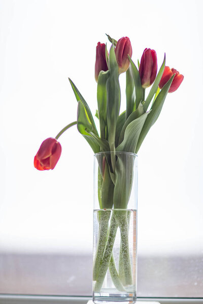 tulips in a glass vase, shot on the windowsill against the landscape