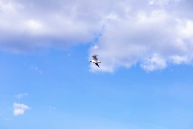 Mavi gökyüzüne ve beyaz bulutlara karşı uçan martılar.