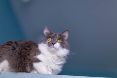 Mavi duvardaki gri-beyaz kedi