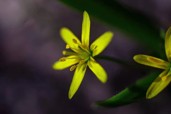 Sárga Erdei Virág Lövés Egy Tiszta Tavaszi Napon — Stock Fotó