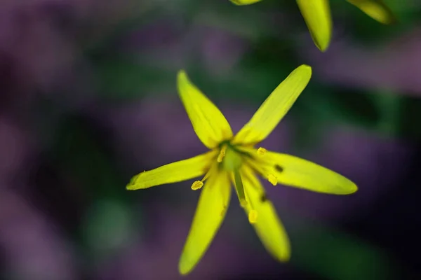 春天清澈的日子里 黄色的森林里的花朵绽放 — 图库照片