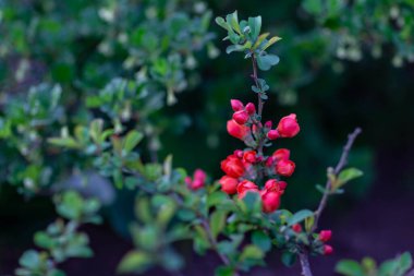 Ayva çiçekli bir dalda berrak bir bahar akşamı