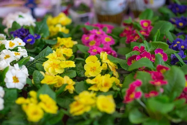 flowers on the store shelf, shot in the light of lamps and from the window