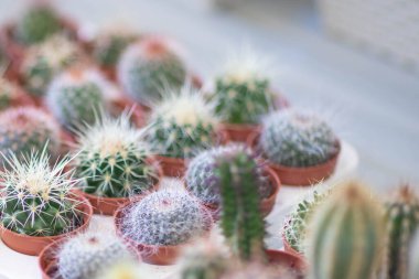 Mağaza rafında kaktüs, lambaların ışığında ve pencereden çekilmiş.