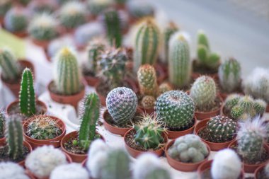 Mağaza rafında kaktüs, lambaların ışığında ve pencereden çekilmiş.