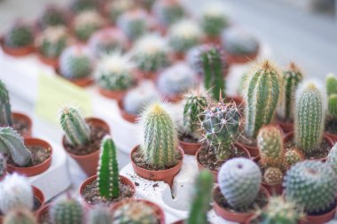 Mağaza rafında kaktüs, lambaların ışığında ve pencereden çekilmiş.
