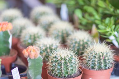 Mağaza rafında kaktüs, lambaların ışığında ve pencereden çekilmiş.