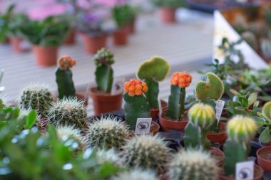 Mağaza rafında kaktüs, lambaların ışığında ve pencereden çekilmiş.