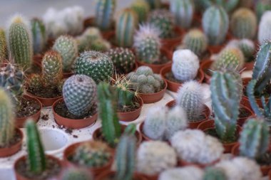 Mağaza rafında kaktüs, lambaların ışığında ve pencereden çekilmiş.
