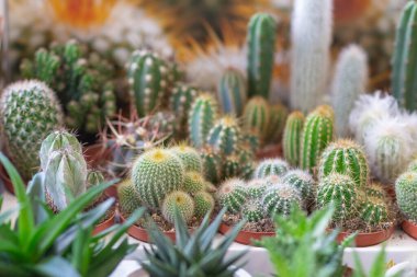 Mağaza rafında kaktüs, lambaların ışığında ve pencereden çekilmiş.