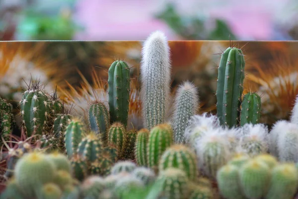 Cacti Store Shelf Shot Light Lamps Window — Stock Photo, Image