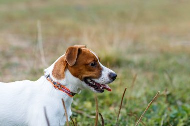 Jack Russell Terrier yürüyüşe çıktı, batan güneşin ışığında kaçırıldı.