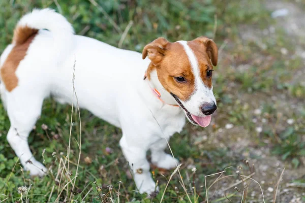 Jack Russell Terrier Promenade Pris Lumière Soleil Couchant — Photo