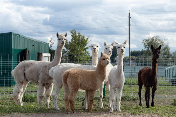 Homemade Alpacas Garden Taken Sunlight — 스톡 사진