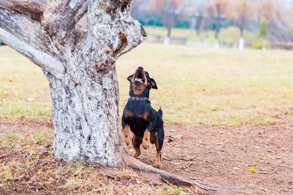 Chien Noir Sur Arbre Par Une Journée Automne Nuageuse — Photo