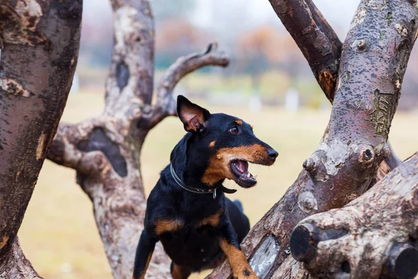 Svart Hund Ett Träd Molnig Höstdag — Stockfoto