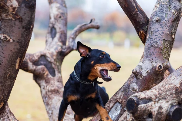 曇りの秋の日にツリー上の黒い犬 — ストック写真