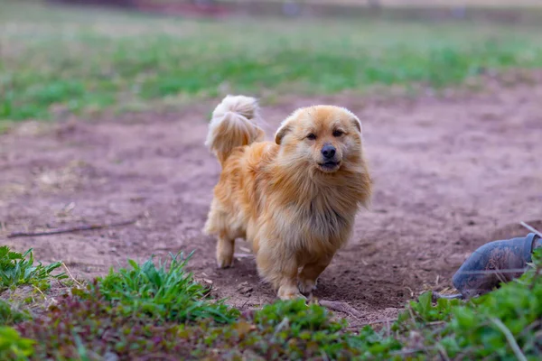 Animal Chien Bâtard Abattu Par Une Journée Printemps Nuageuse Froide — Photo