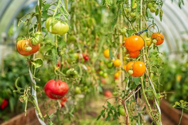 Bir serada olgunlaşan domatesler, güneşli bir günde alınmış.