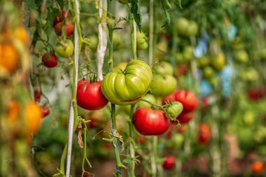 Bir serada olgunlaşan domatesler, güneşli bir günde alınmış.