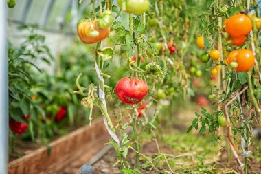 Bir serada olgunlaşan domatesler, güneşli bir günde alınmış.