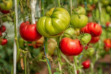 Bir serada olgunlaşan domatesler, güneşli bir günde alınmış.
