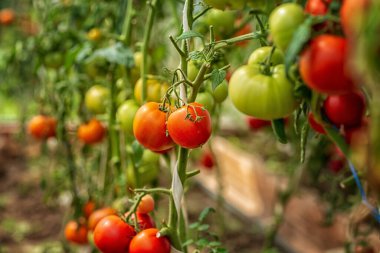 Bir serada olgunlaşan domatesler, güneşli bir günde alınmış.