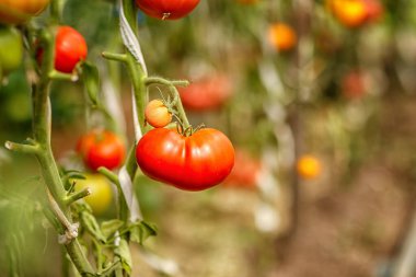 Bir serada olgunlaşan domatesler, güneşli bir günde alınmış.