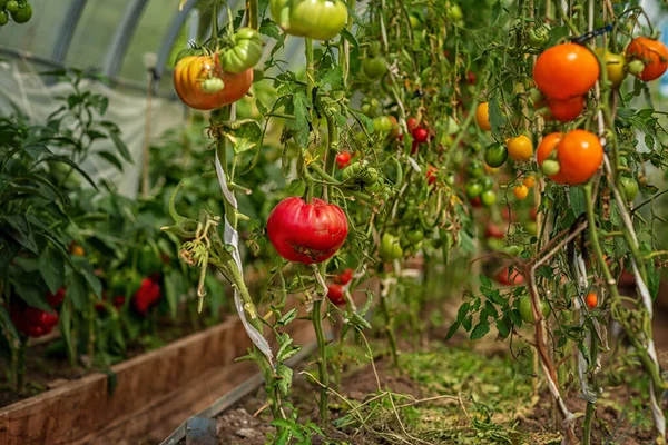 Tomates Madurando Invernadero Del Patio Trasero Tomado Día Soleado — Foto de Stock