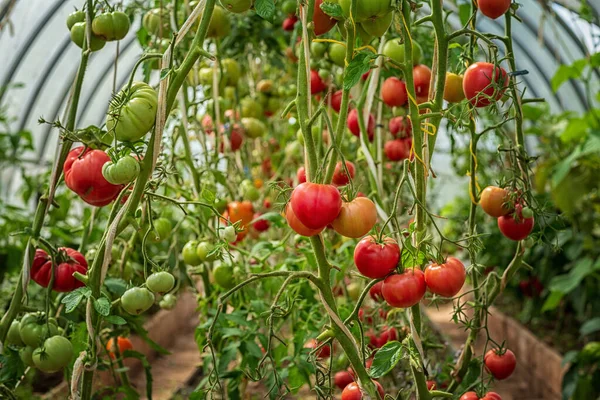 Tomates Madurando Invernadero Del Patio Trasero Tomado Día Soleado — Foto de Stock