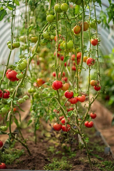 tomatoes ripening in a backyard greenhouse, taken on a Sunny day