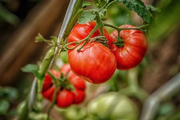 Tomates Madurando Invernadero Del Patio Trasero Tomado Día Soleado — Foto de Stock