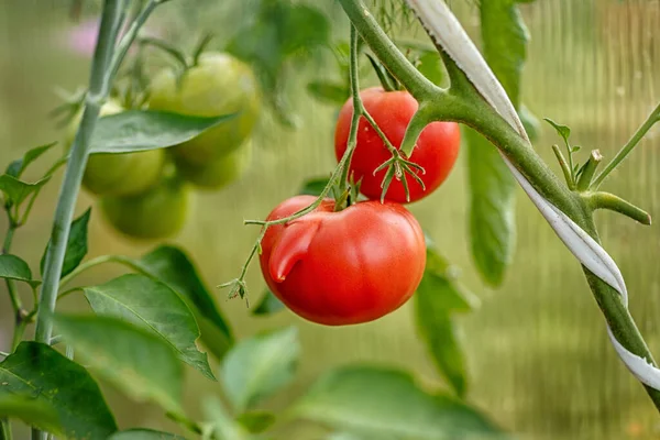 Tomates Madurando Invernadero Del Patio Trasero Tomado Día Soleado — Foto de Stock