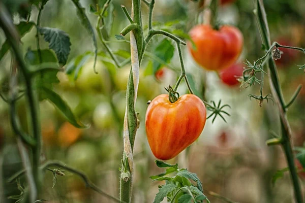Tomates Madurando Invernadero Del Patio Trasero Tomado Día Soleado — Foto de Stock