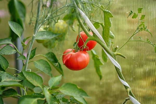 Tomates Mûrissant Dans Une Serre Arrière Cour Prises Par Une — Photo